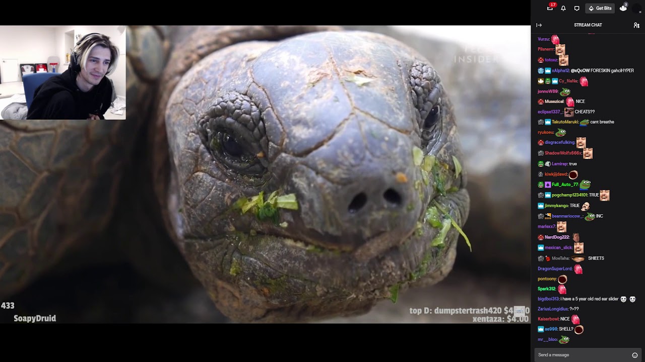 xQc reacts to What’s Inside A Turtle Shell? (with chat)