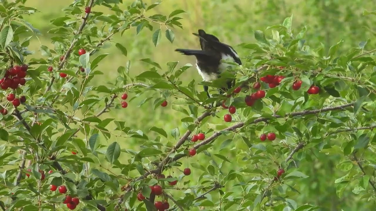 Beautiful Magpie Enjoys Sour Cherries in the Garden (2025 August 10&17)