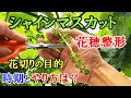 【シャインマスカットの花穂整形】 花切りの目的・やり方・時期についての解説と実演