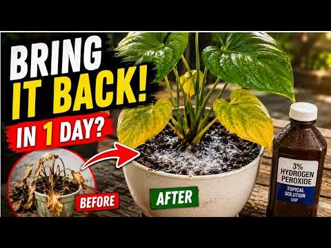 12 Powerful HYDROGEN PEROXIDE Hacks That Revive Any Dead Plants in 24 Hours