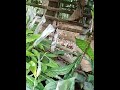 HASIL SETEKAN JENITRI (RUDHAKSA) JENIS CAWANGAN