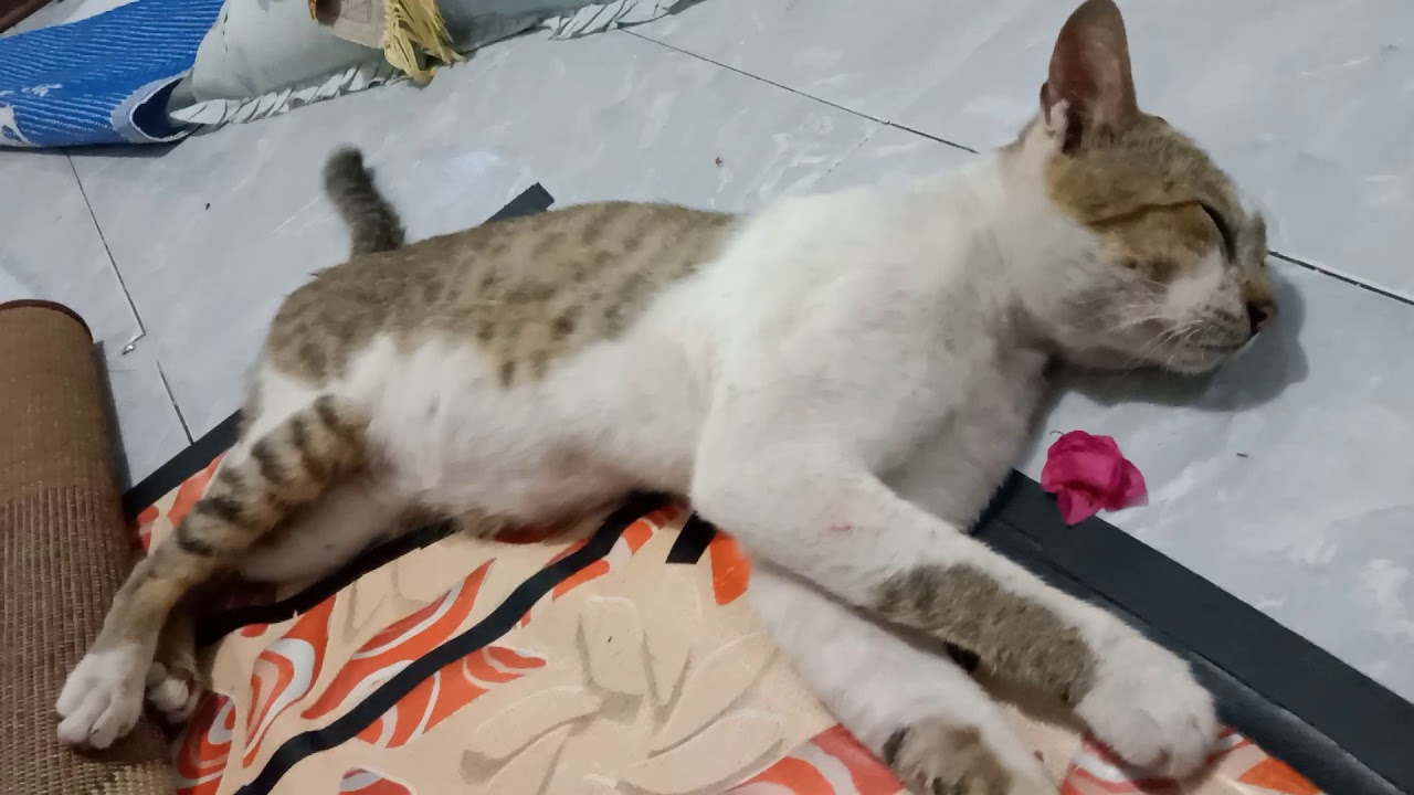 ðŸˆ kucing(2) - YouTube