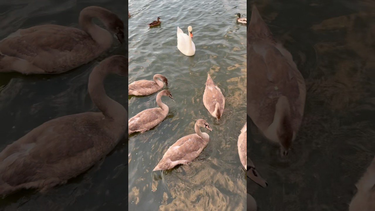 😄 The Whole Family Is Ready to Eat 🤣🦢 