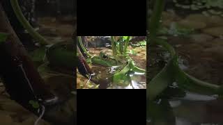 Frog eats super worm