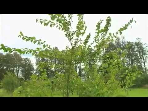 Video: Ploomi Kahjurid. Saekärbsed, Puulõikaja