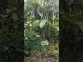 rain hujan in tropycal relaxing