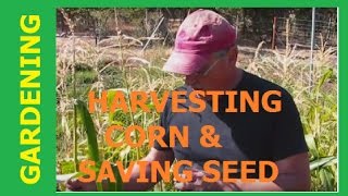 GARDENING - Harvesting Corn & Saving Seed