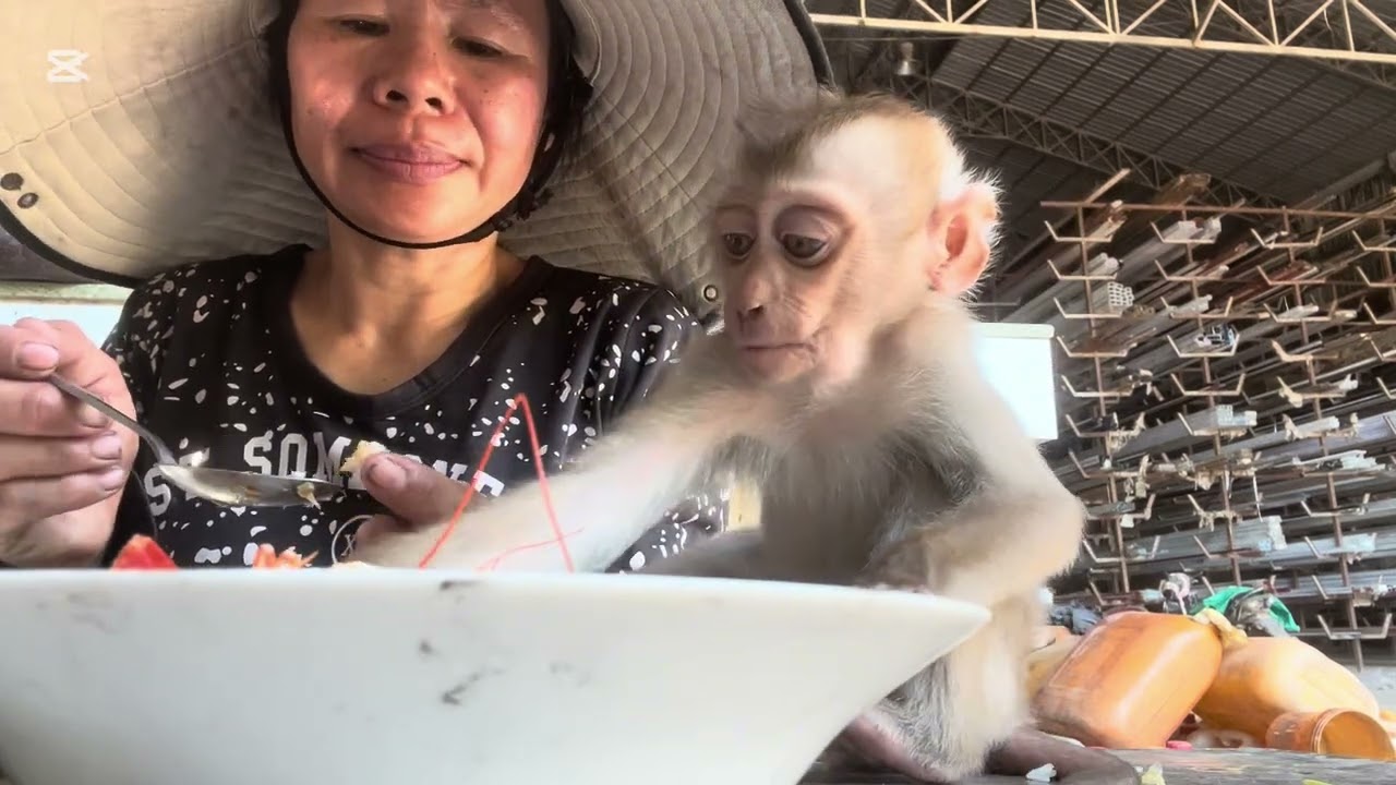 Mary is angry at Mommy #animals #monkey