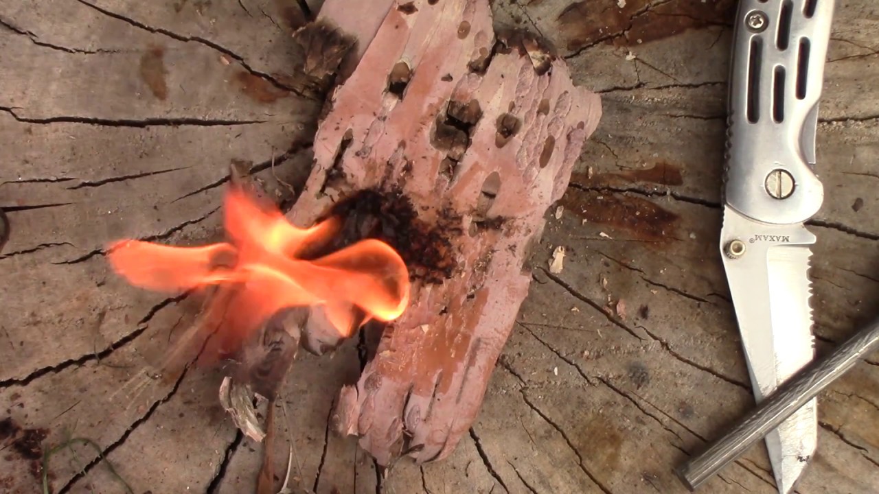 Easy birch bark fire starter using a ferro rod YouTube