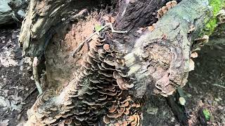 Tyler State Park for minnows, salamanders, crayfish and mushrooms
