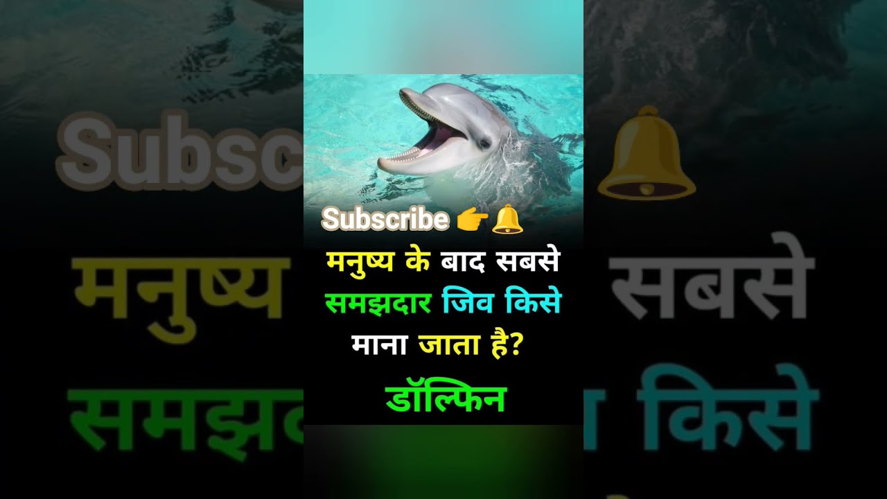 Manusya ke Baad Sabse Samajhdar Jeev Kaun? | Most Intelligent Animal After Humans 🧠🐬 