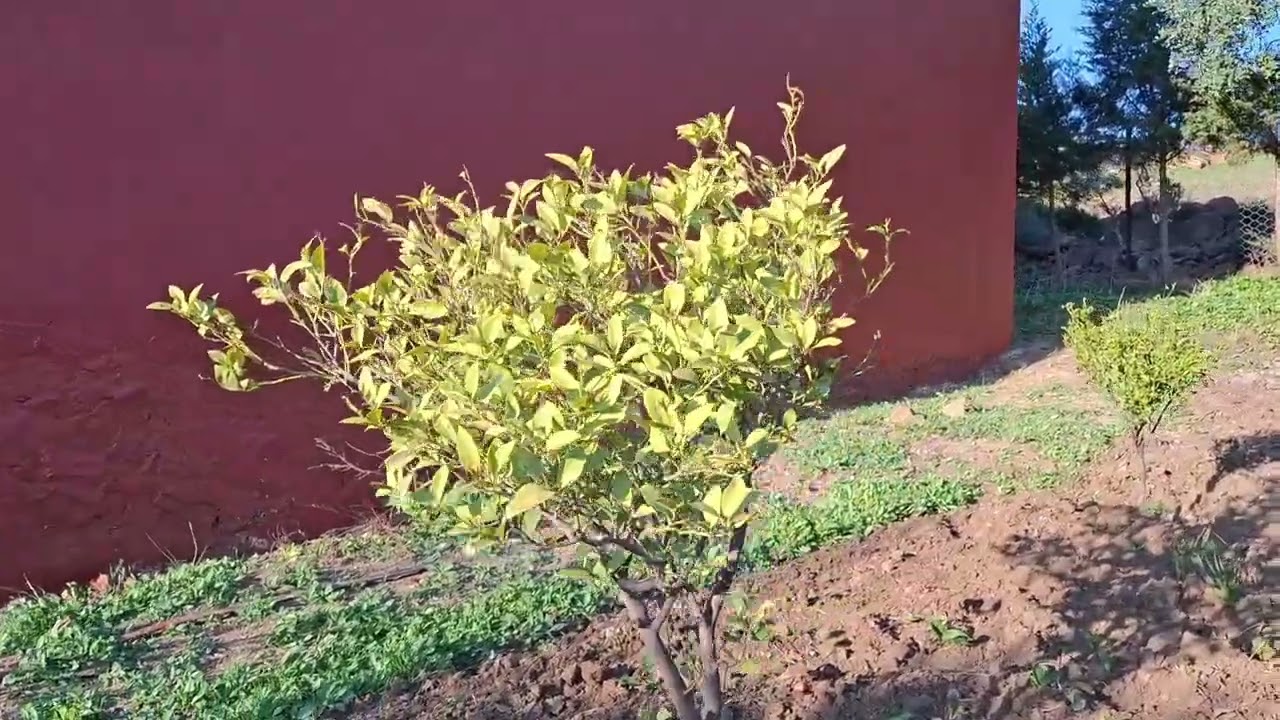 منزل للبيع بقرية الرمان عليه 500متر أرض قريب ن طريق رئيسية