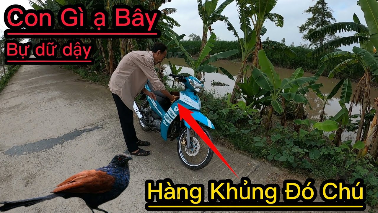 Ná Cao Su / Qua An Giang Đi Săn Hạ Bìm Bịp , Cu Mini , Cu Cườm Rớt Cực Đẹp