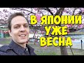 Куда делась зима в Токио? Сакура уже цветет в начале февраля. Япония