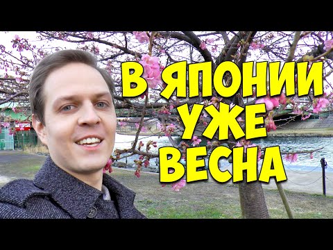 Куда делась зима в Токио? Сакура уже цветет в начале февраля. Япония