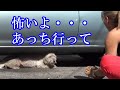 【驚き】「やめて～。ぼくに構わないで！」 外で暮らしていた犬は人間が怖くて大騒ぎ。犬の心は変わるのか！？【応援したい話】