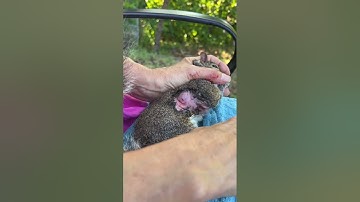 Botfly Removal from Squirrel