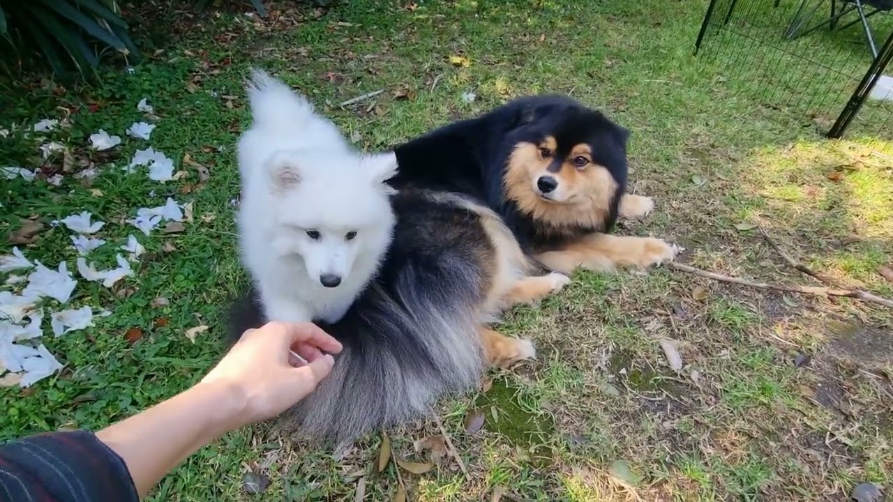 Triton putting up with the puppy tornado