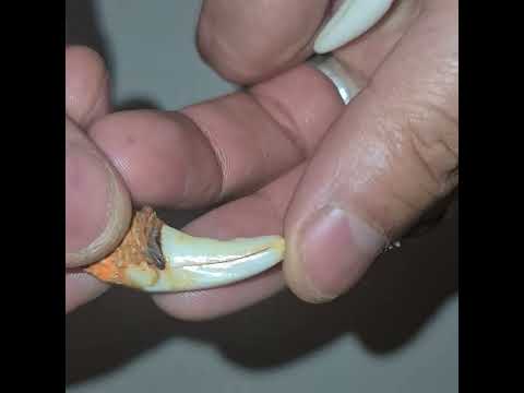 تصویری: آیا مارهای جوراب دار دندان نیش دارند؟