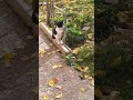 CATS🐈КОТИКИ НАШЕГО ДВОРА#cats#animals#funnypets#shorts #cute#коты#животные #питомцы#котики#🧡