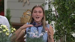 Robertas 4-Piece Dianthus Promotional Series On Qvc