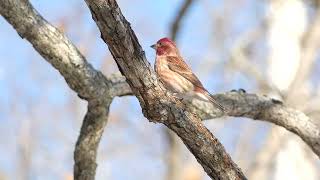 The Purple Finch: A life History