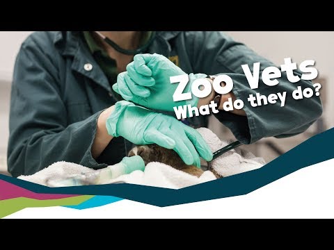 What Does a Zoo Vet Do? - Meet Our Team