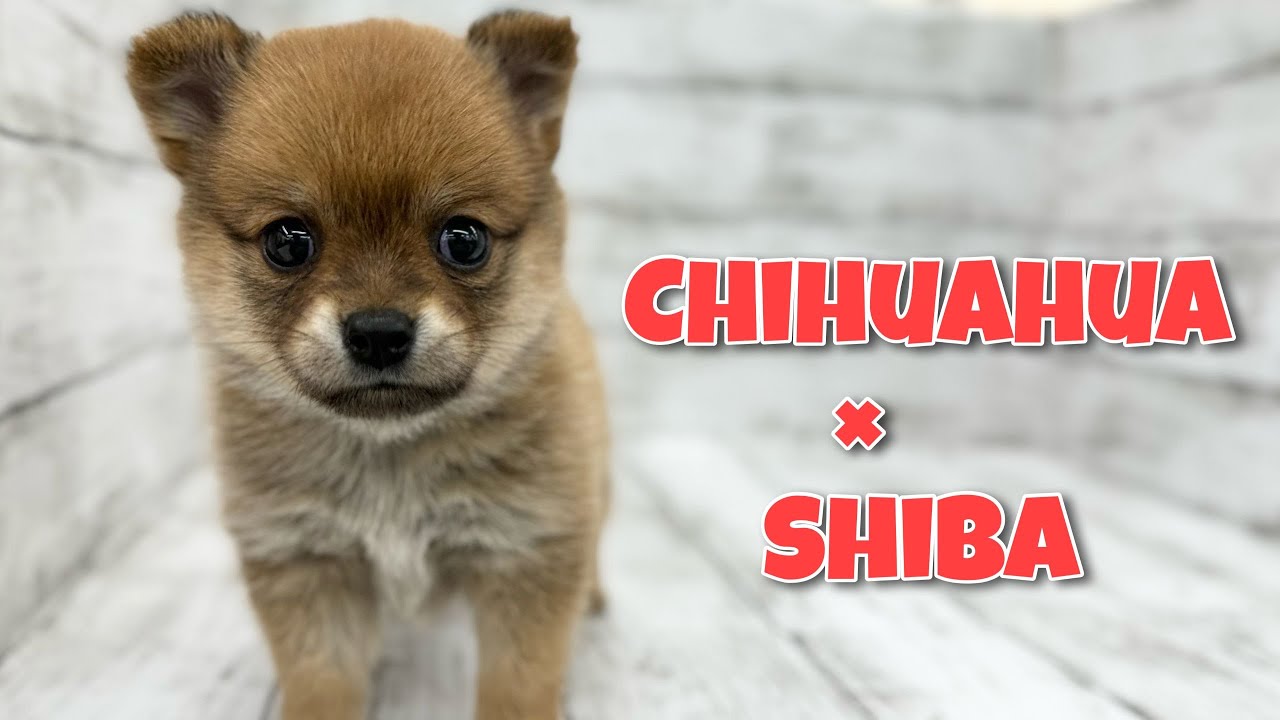 MIX(チワワ×柴犬) | ペットショップ マルワン 小さめ子犬 美形 MIX(チワワ×柴犬) | ペットショップ マルワン 小さめ子犬 美形