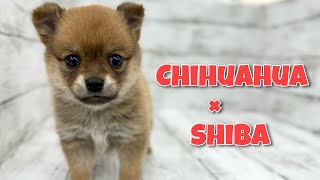 MIX（チワワ×柴犬） | ペットショップ マルワン 小さめ子犬 美形な子猫