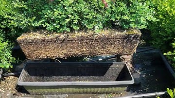 Behind the scenes with InstantHedge - ROOTS MATTER