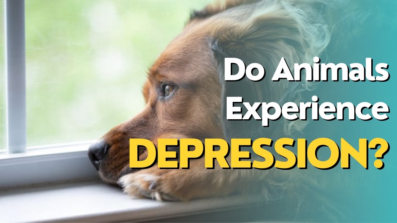 Can Animals Feel Depression?