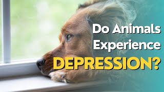 Detalles Can Animals Feel Depression Noticias