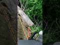 Bad to the bone! #treework #arborist #chainsaw