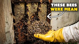Aggressive Hive Removal: Dealing with an OLD and MEAN Bee Colony!
