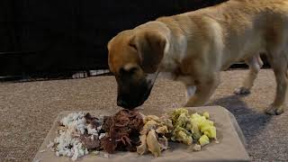 Puppy Eating Chicken Steak Dinner