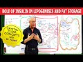 Role of Insulin in Lipogenesis and Fat Storage