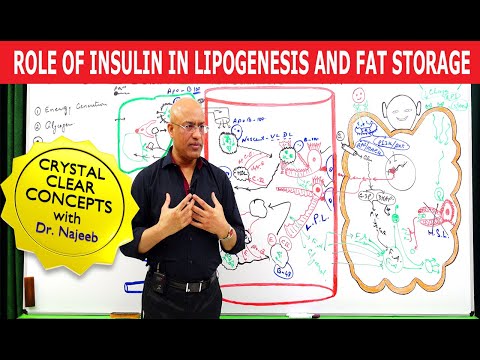 Role of Insulin in Lipogenesis and Fat Storage