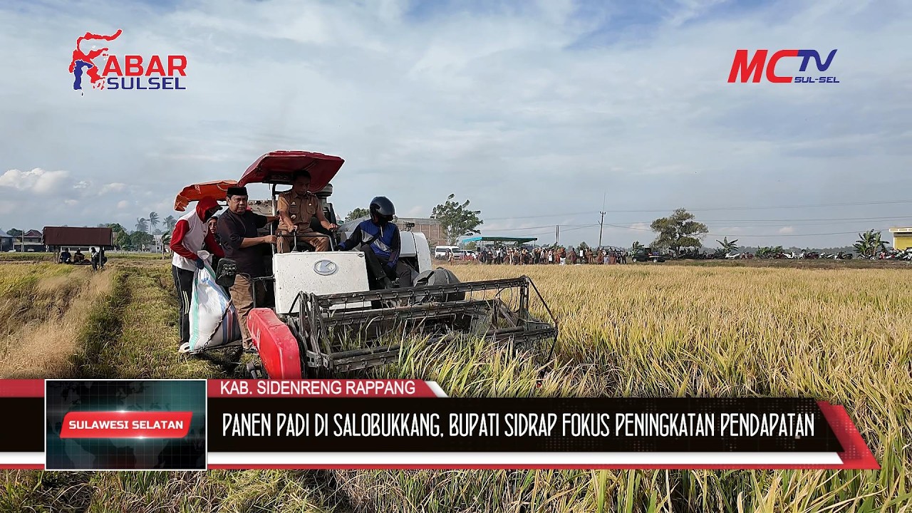 PANEN PADI DI SALOBUKKANG, BUPATI SIDRAP FOKUS PENINGKATAN PENDAPATAN PETANI