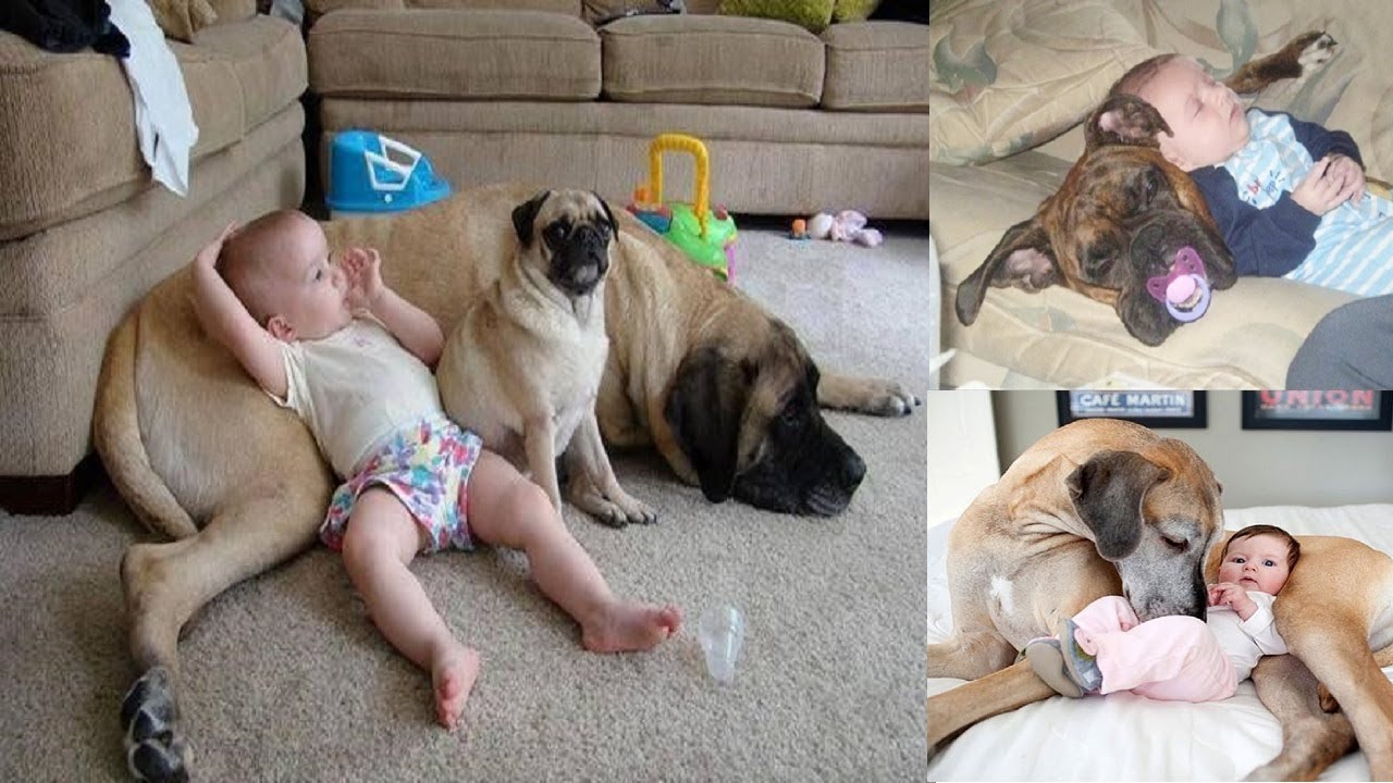 Dogs are so emotional | Dogs sings to stop baby crying - Top 20 Dogs Protecting Babies #DogProtect cats babies reddit