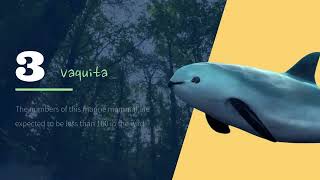 Protecting Our Planet: 5 Endangered Animals You Need to Know About