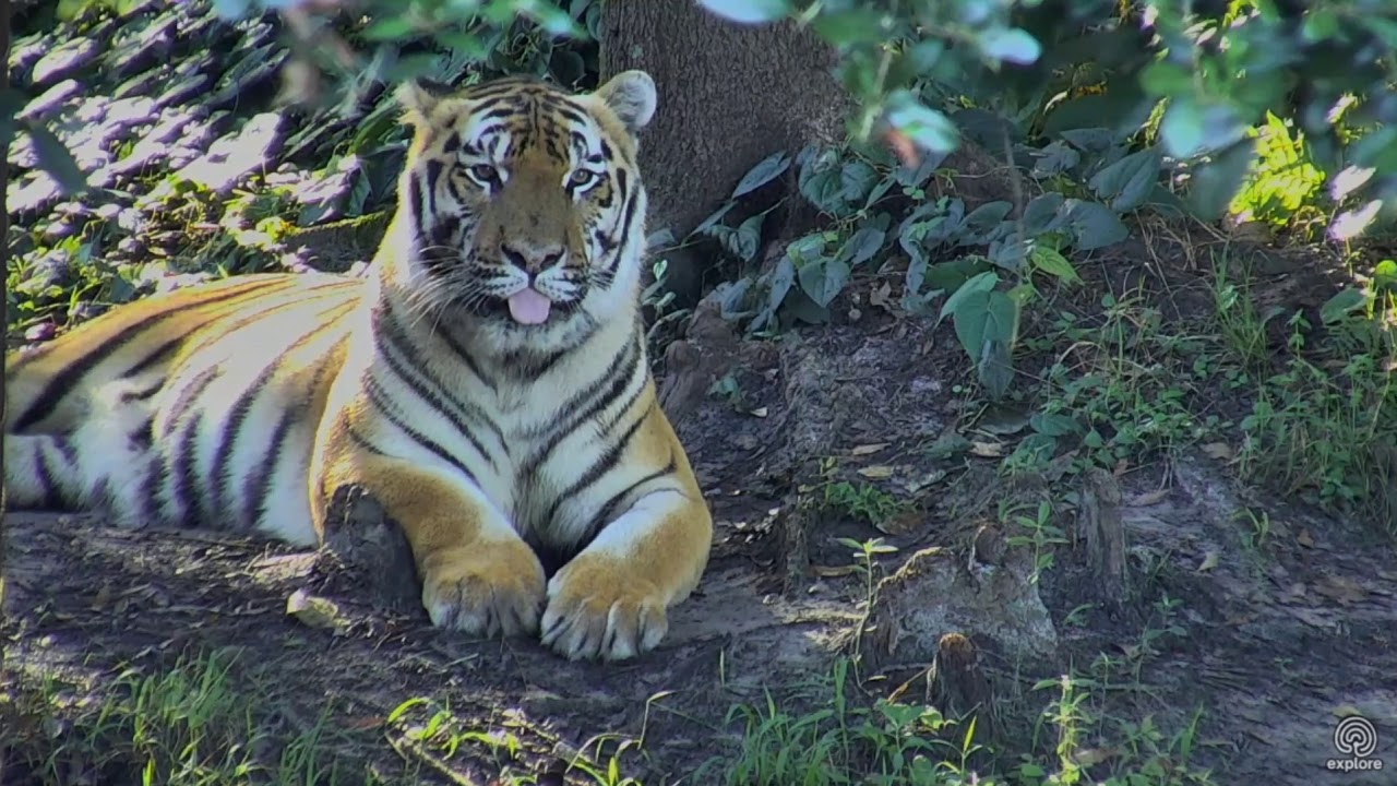 leopard print LOL, Can you do this? Seth Tiger's Slow Motion Tongue