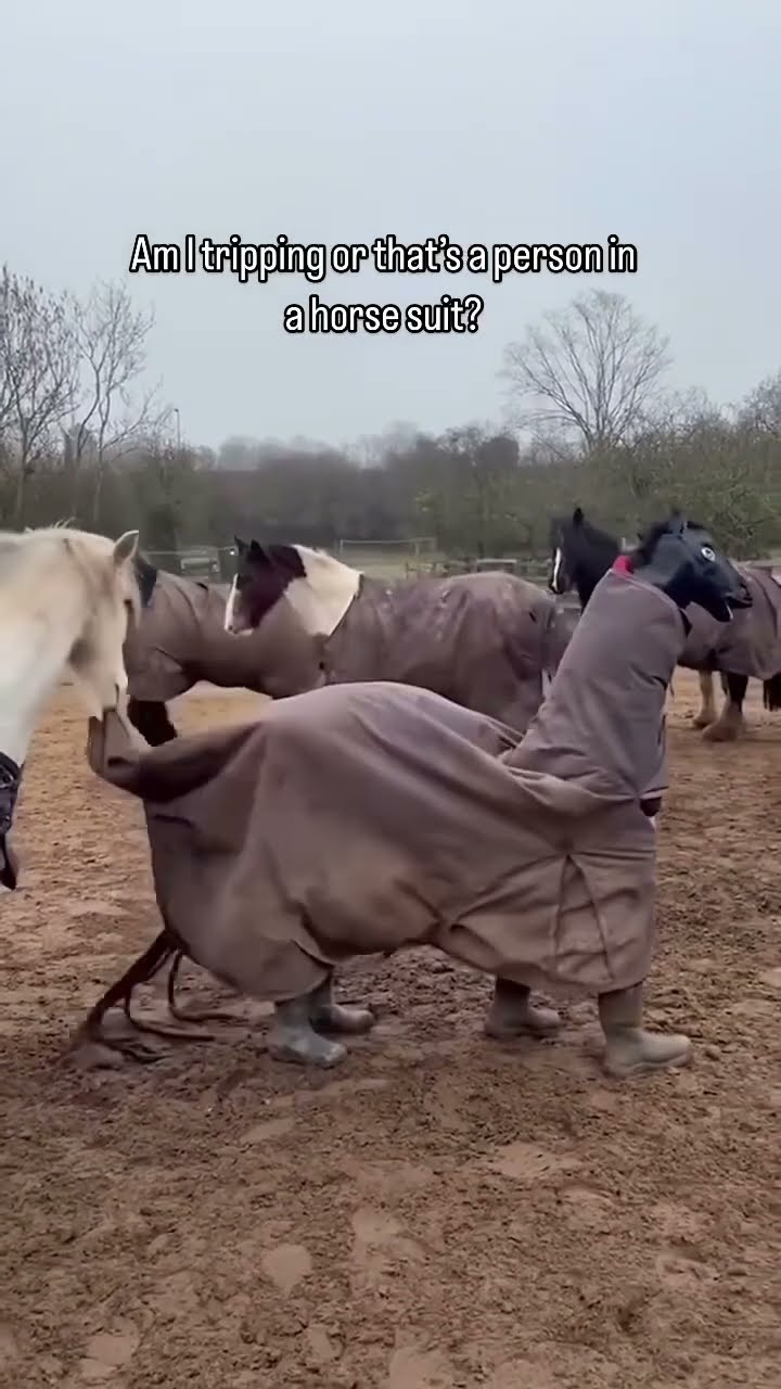 Horse spotted not actually being a horse