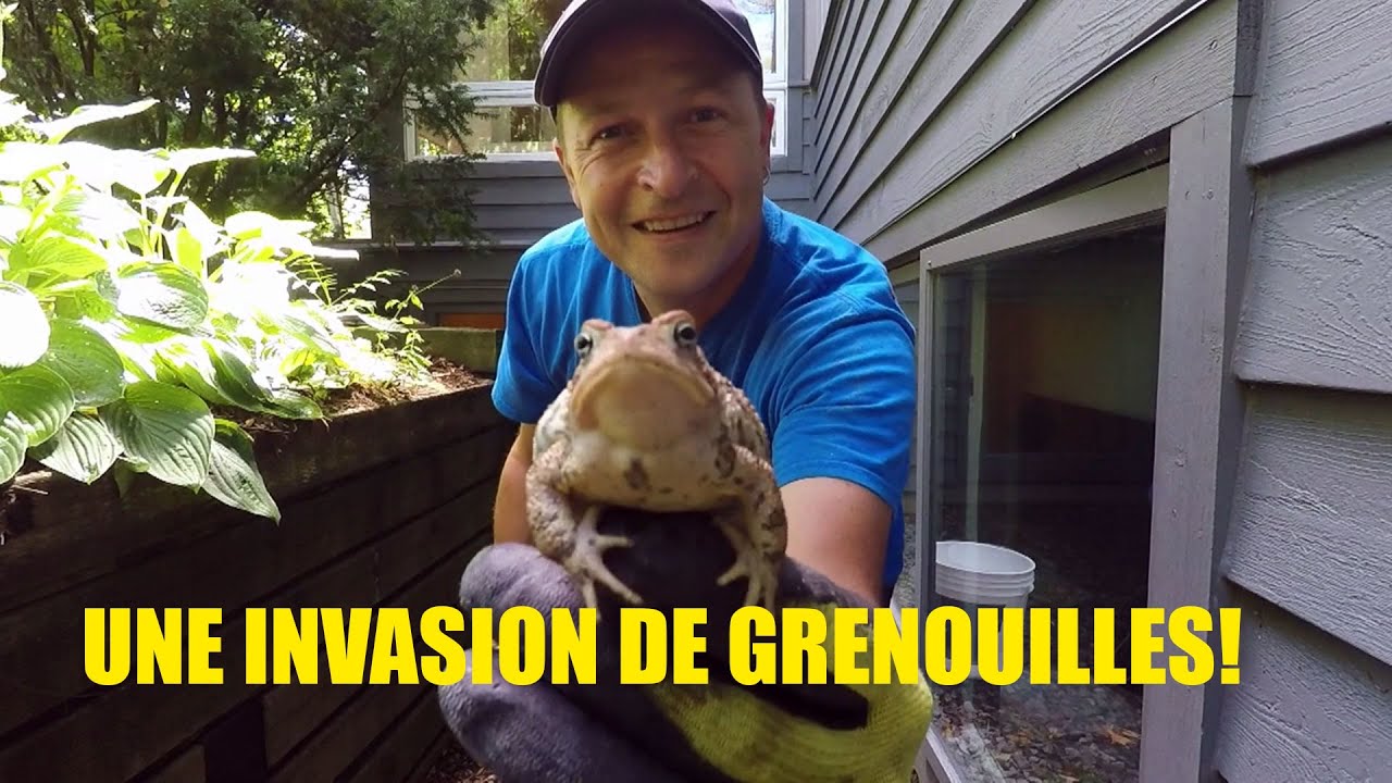 La course à la grenouille!