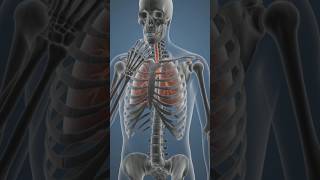 What Happens When Your Chest Bone Breaks? | Skeleton Body Reaction#skeletonshorts