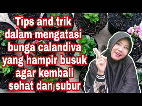 Video: Cara Merawat Kalanchoe Kalandiva