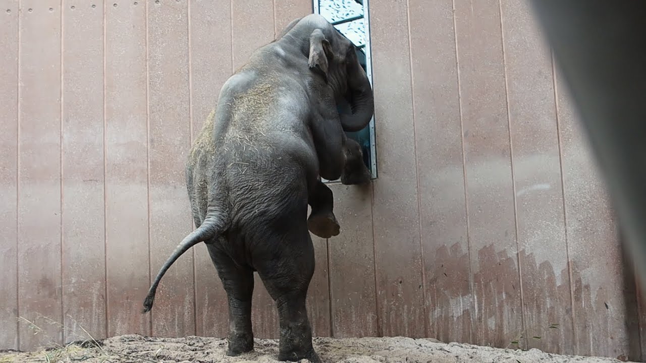 Hanelefanten Fahim ankommer til ZOO