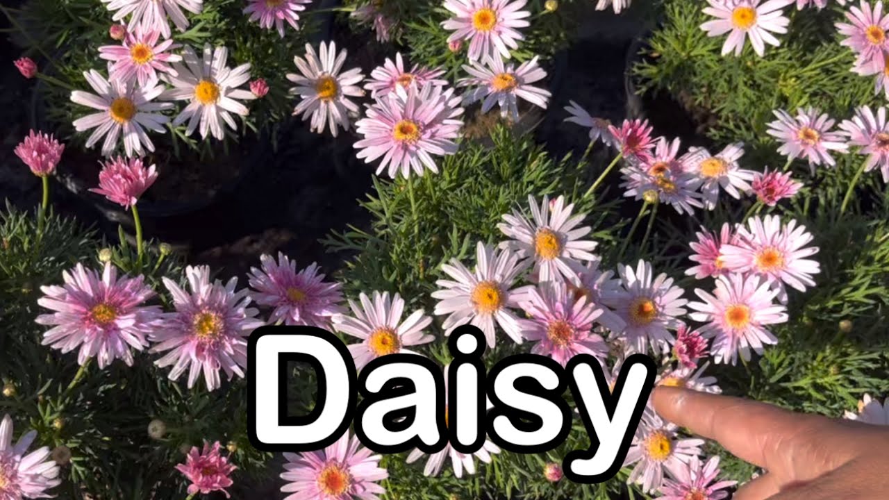 Jerusalem DAISY tam turu lutuk chingtu Fanai Flowers neitu kawmna