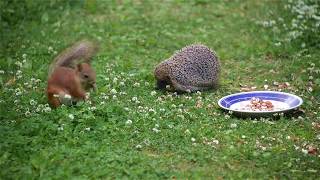 Hedgehog vs. Red Squirrel: Who is the Boss in our backyard?