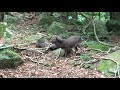 Japanese Monkey & Deer Eat Together!