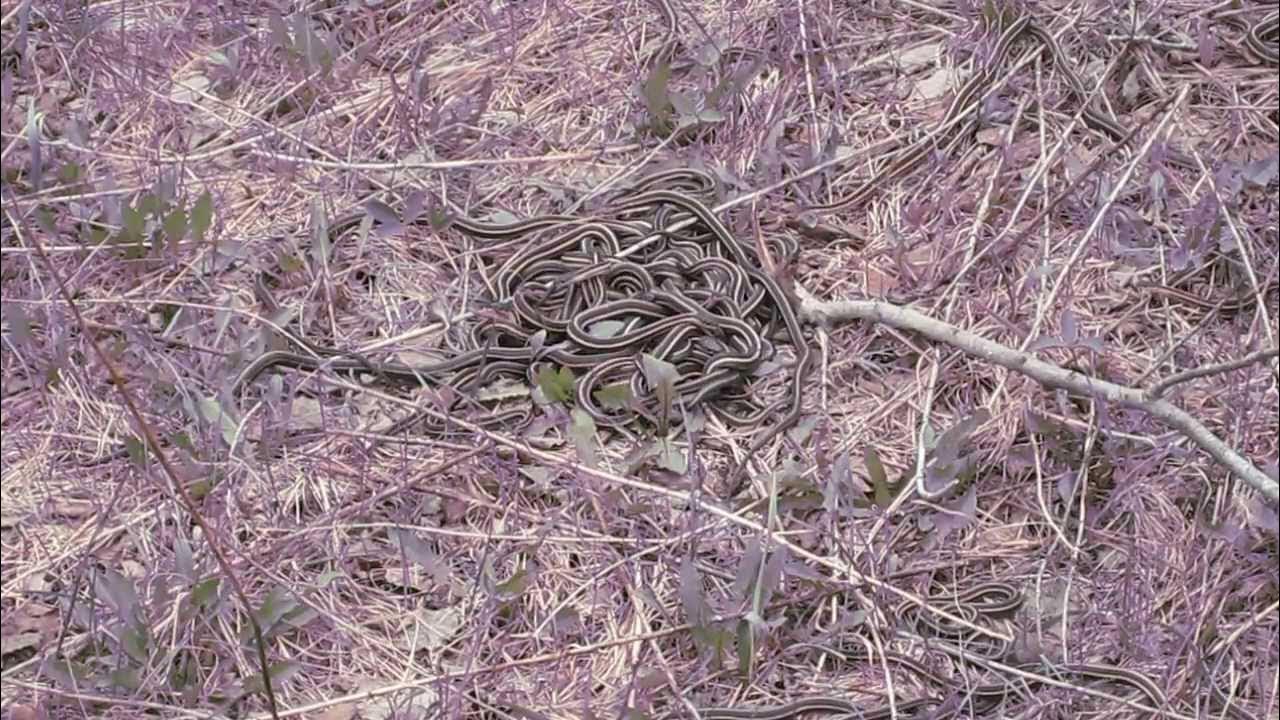 Snakes in Mating Ball, Narcisse Snake Pits, Manitoba, Canada May 18